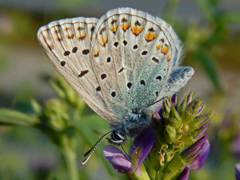 Polyommatus icarus M e F